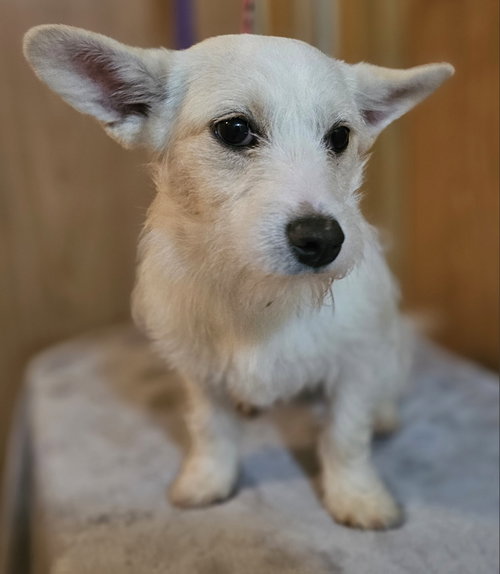 Sandy, an adoptable Terrier in Olalla, WA