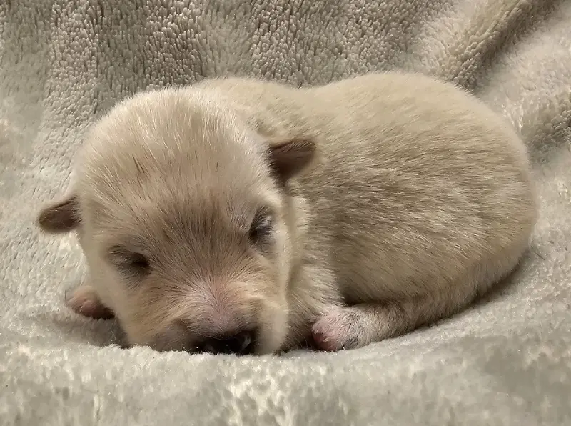 Louie image 3