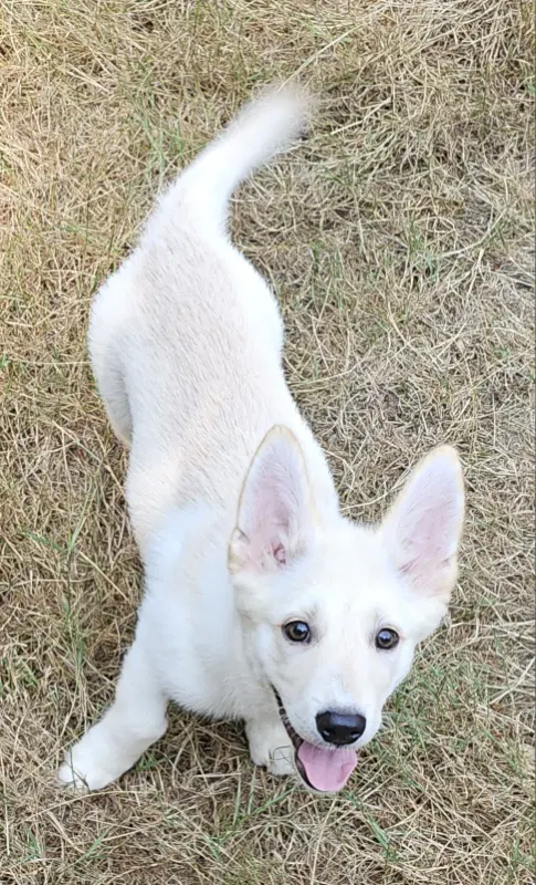 Louie image 2