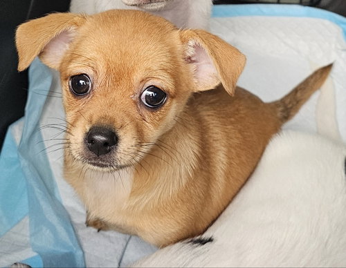 Penny, an adoptable Chihuahua in Olalla, WA