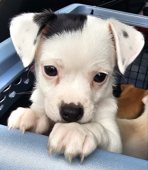 Pixel, an adoptable Chihuahua in Olalla, WA