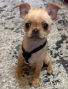 Pippin