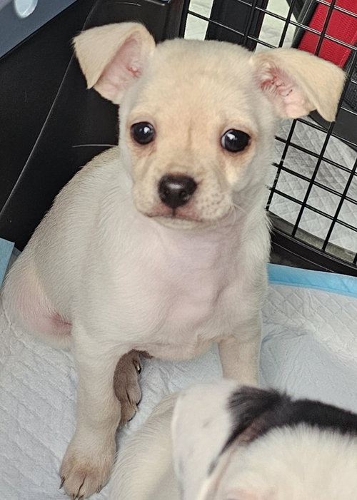Prince, an adoptable Chihuahua in Olalla, WA