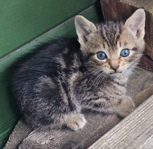 Kitten 1