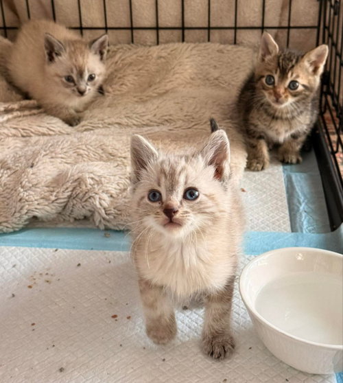 Kitten 3