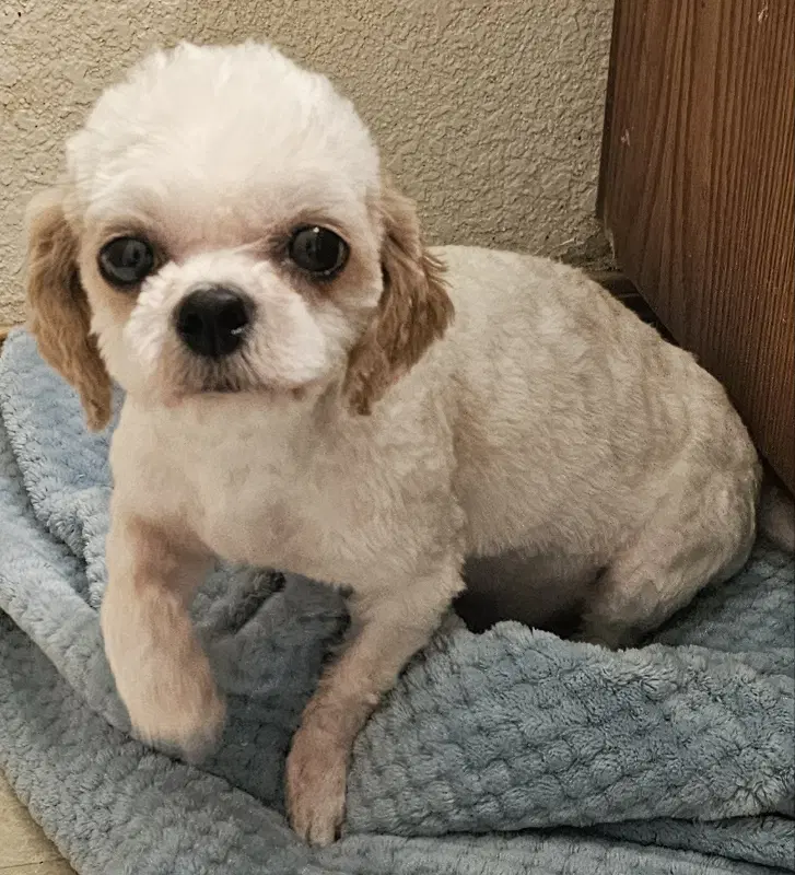 Evie - Poodle (Toy)