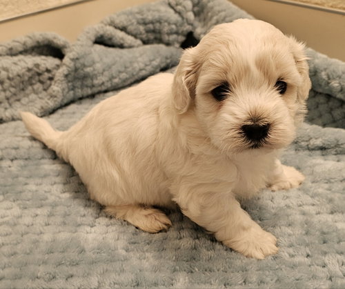 picture of the dog needing adoption