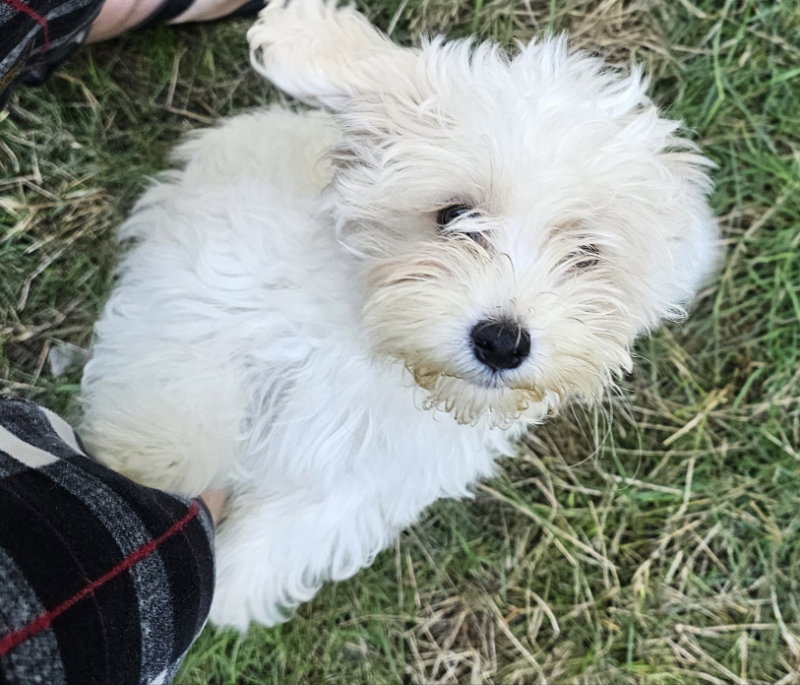 Tater, Havanese