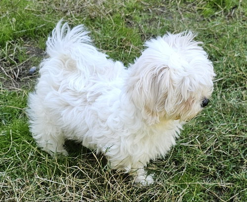 Photo 3 of Tater