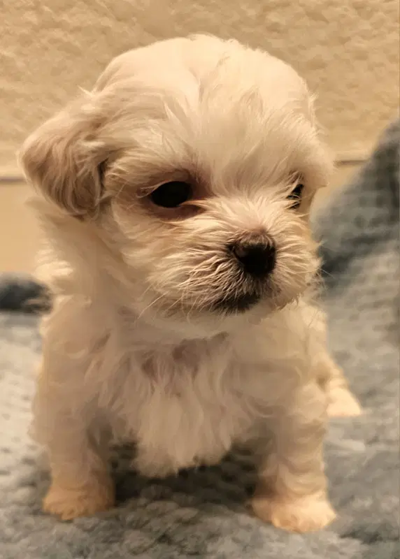 Elke - Shih Tzu