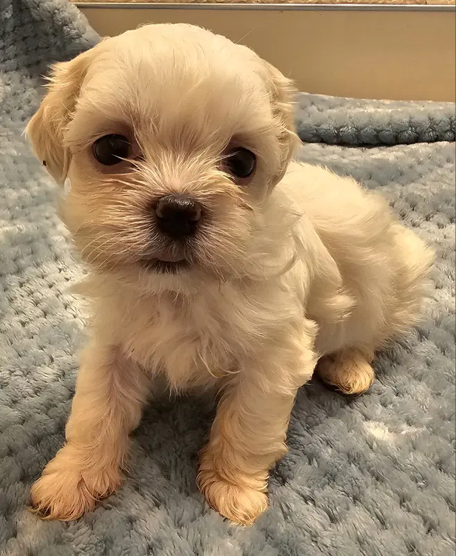 Emily - Shih Tzu