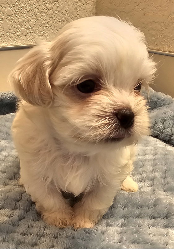Elijah, Shih Tzu
