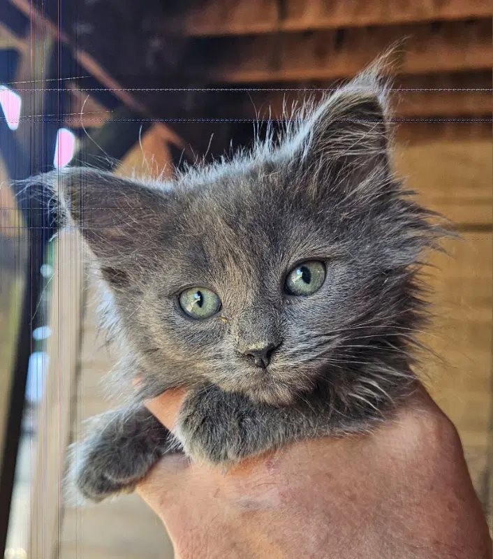 Olivia - Domestic Long Hair
