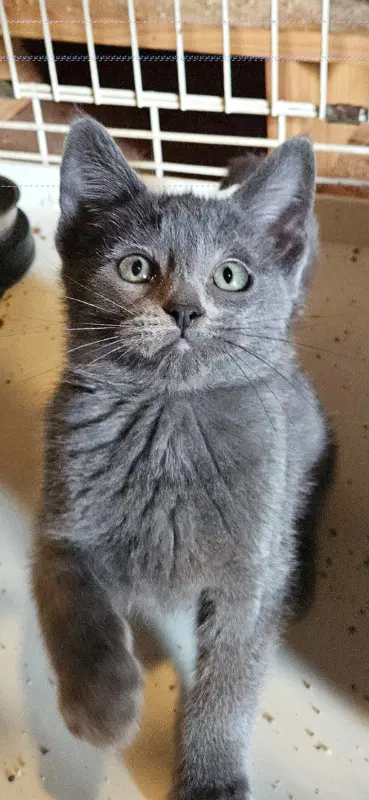Orion - Domestic Short Hair