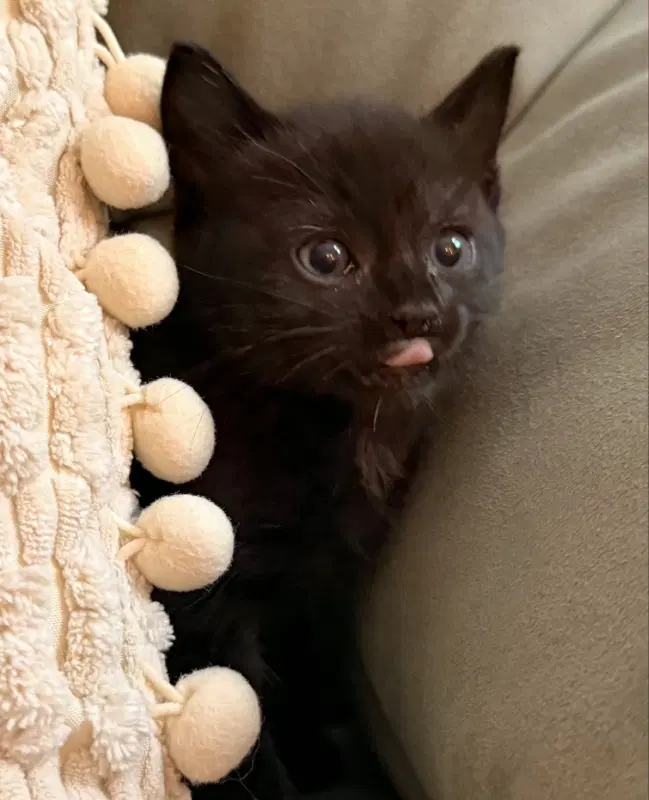 Lucy - Domestic Short Hair