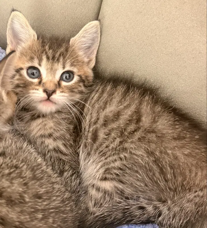 Lilou image 2
