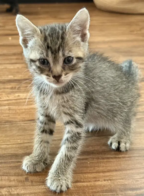 Ludo - Domestic Short Hair