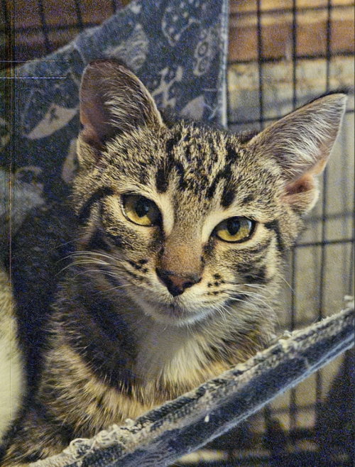 picture of the cat needing adoption