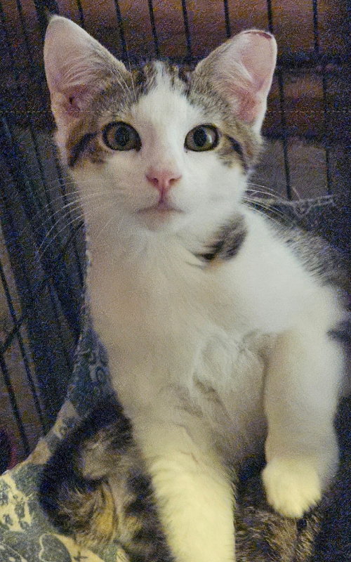 picture of the cat needing adoption