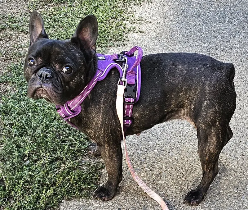 Chesley - French Bulldog