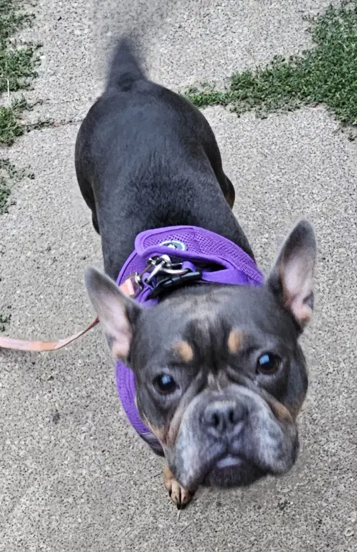 Gigi image 4