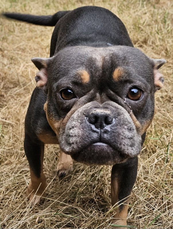Gigi, French Bulldog