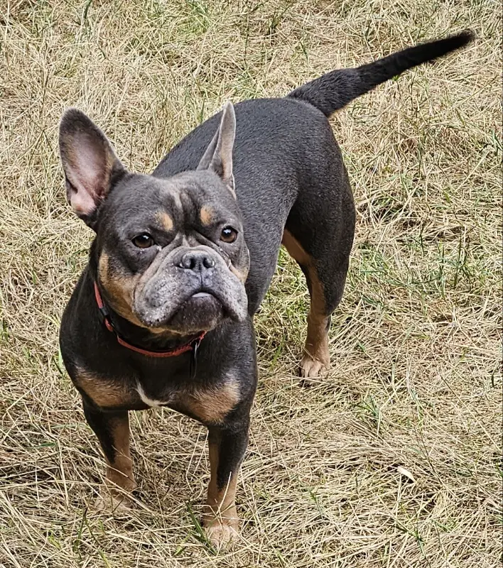 Gigi image 2