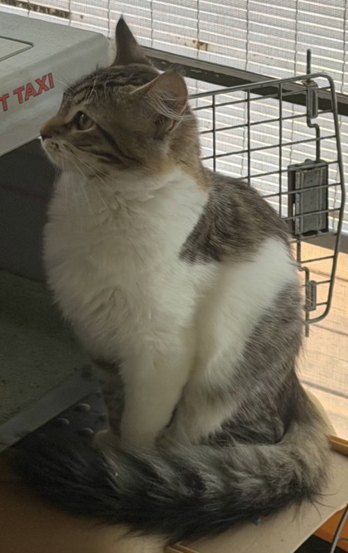 Patches, Domestic Short Hair / Mixed