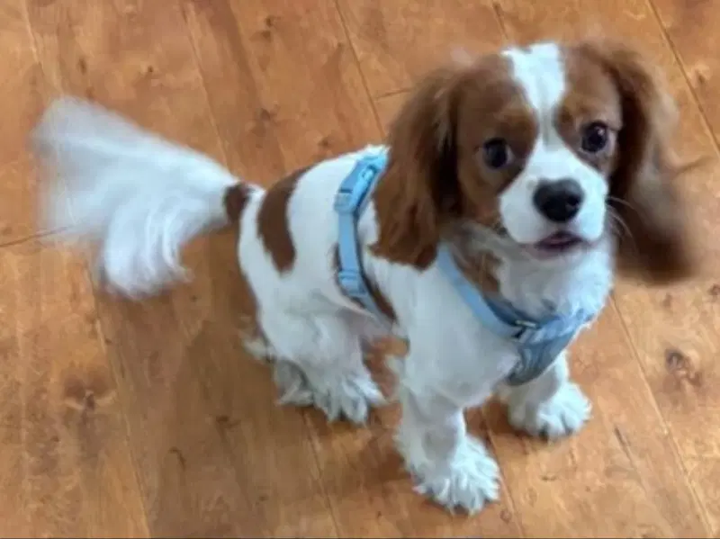 Archie - Cavalier King Charles Spaniel