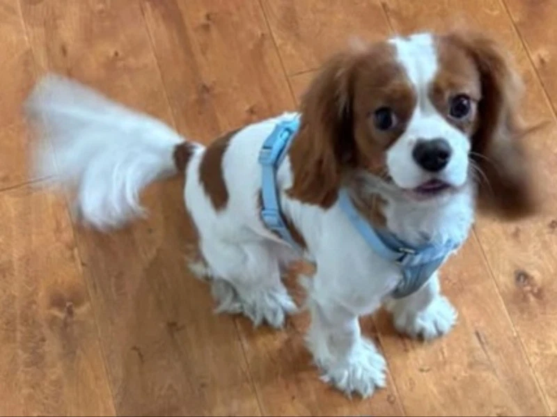 Archie