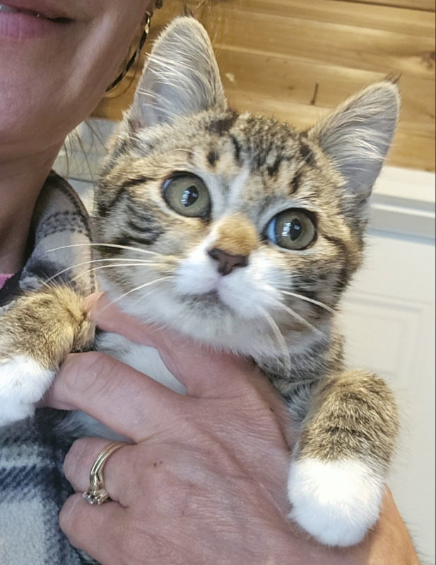 Savanah, Tabby