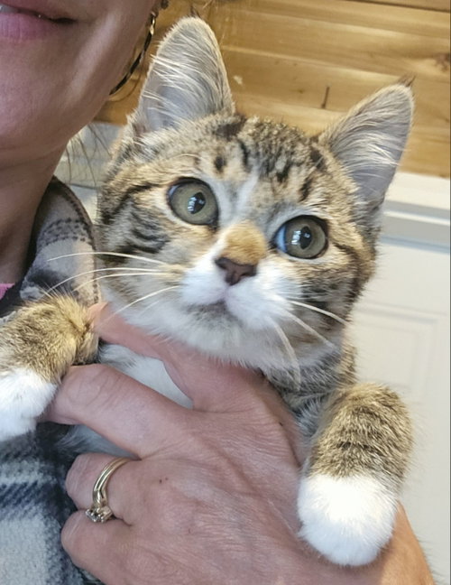 Savanah, a cat for adoption from Collar of Hope