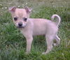 Sprocket