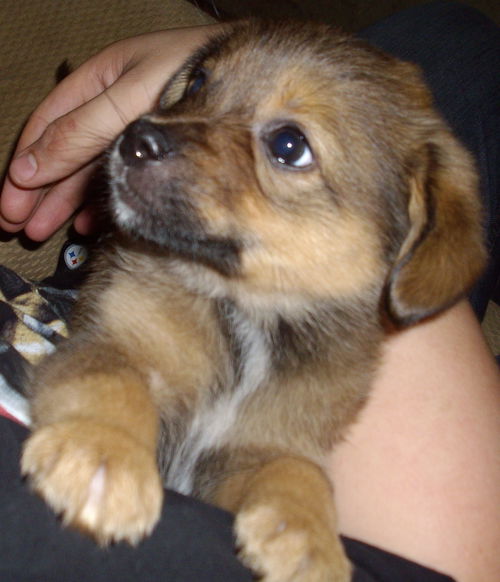 Houdini