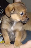 Houdini