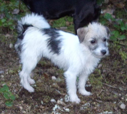 Janie