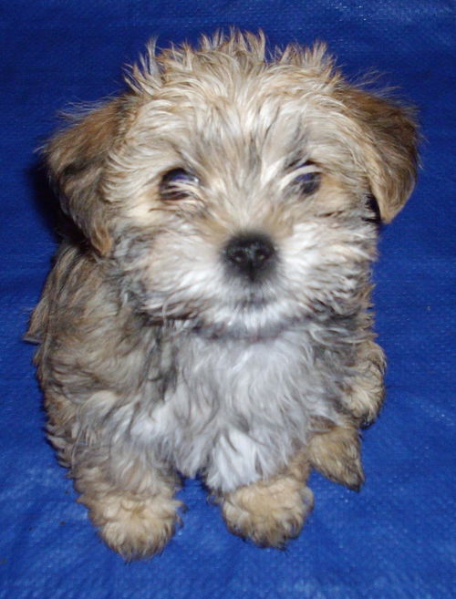 Sullivan (Sully)