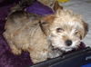 Sullivan (Sully)