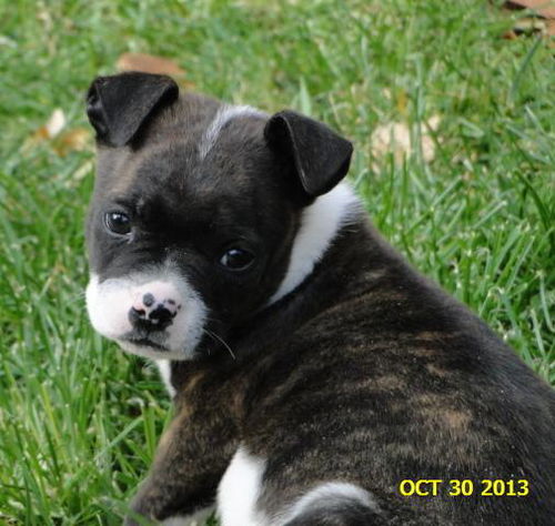 Boston Terrier Puppies