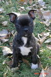 Boston Terrier Puppies