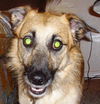 Skippy