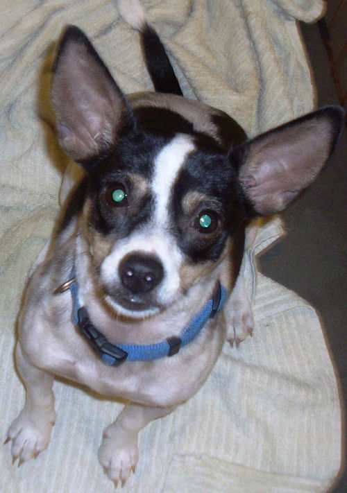 Trixie