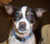 Trixie