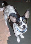 Trixie