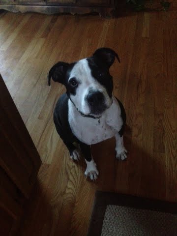 Stella
