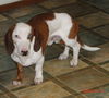 Snoopy