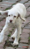 Molly
