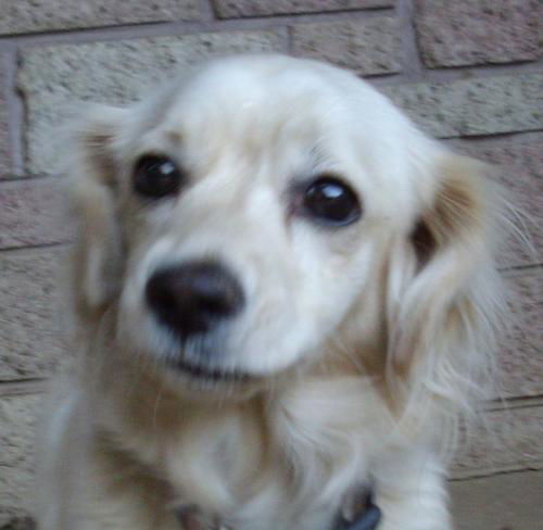 Sofie