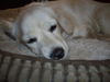 Sofie