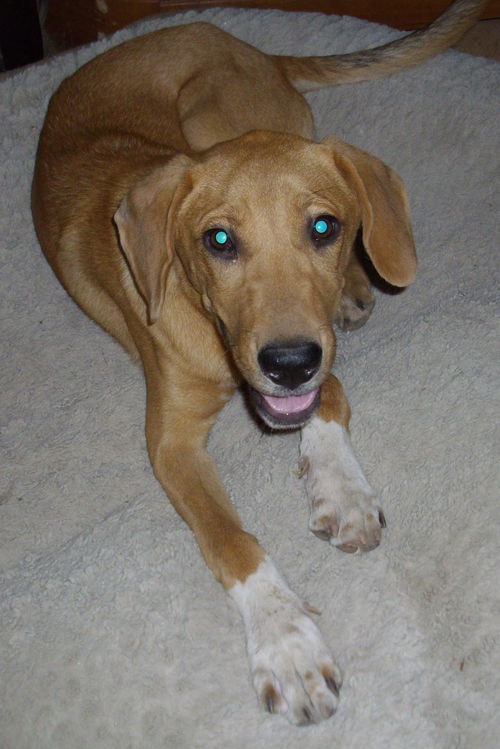 Trevor